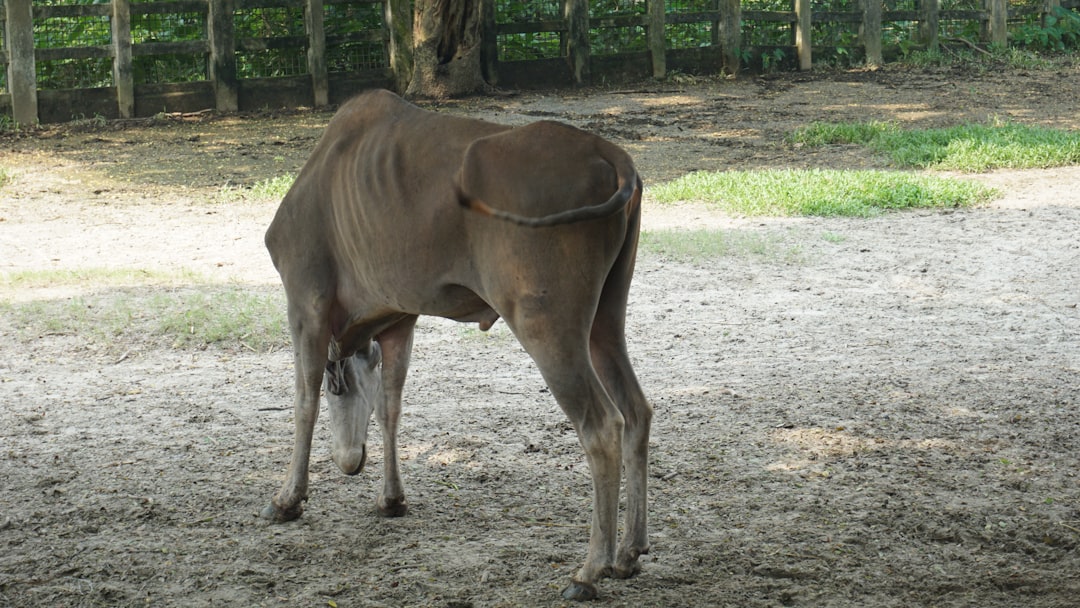 Photo Horseback rider